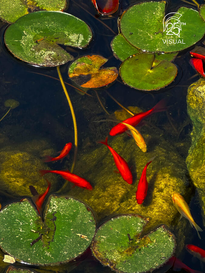 A beautiful koi pond A beautiful koi pond