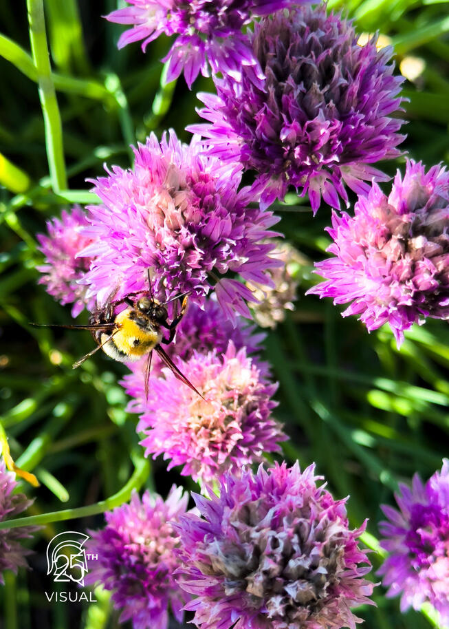 A Bumble Bee pollinating a Purple flower A Bumble Bee pollinating a Purple flower